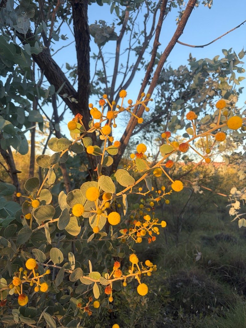 Acacia retivenea subsp. retivenea