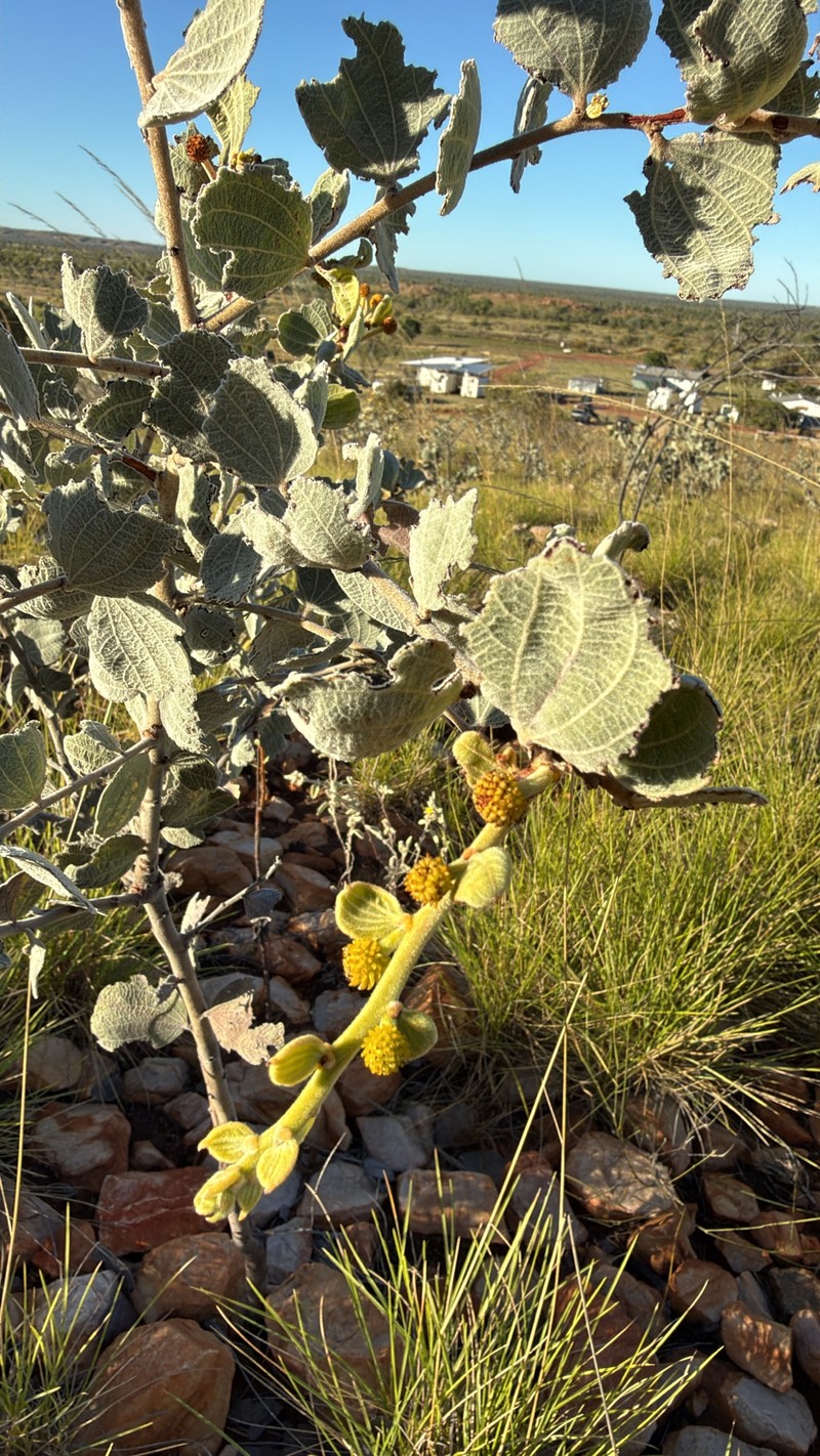Acacia retivenea subsp. retivenea photo 2
