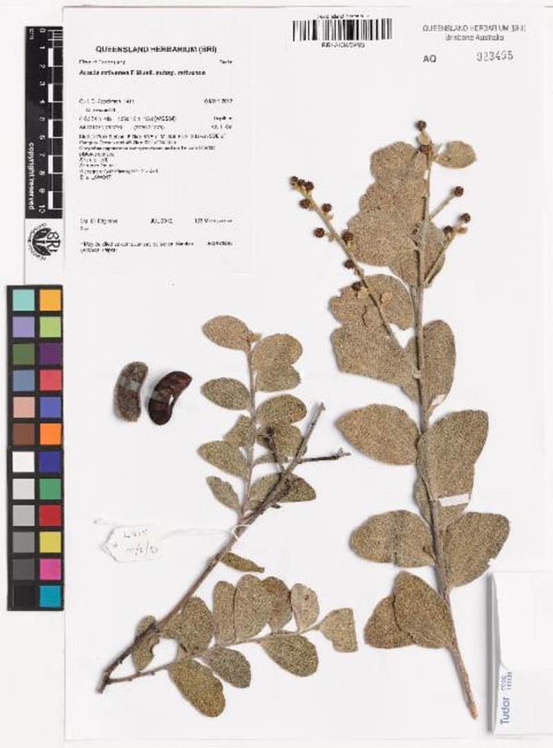 Acacia retivenea subsp. retivenea photo 3