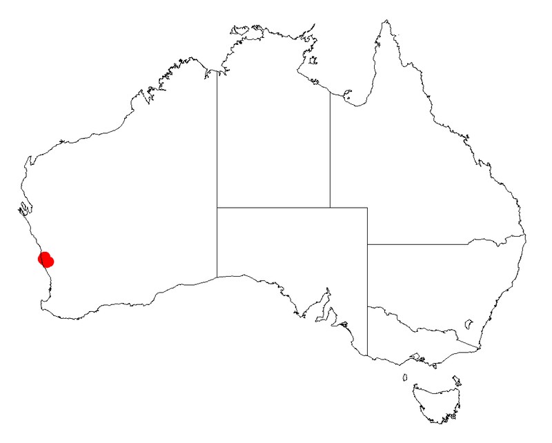 Acacia retrorsa
