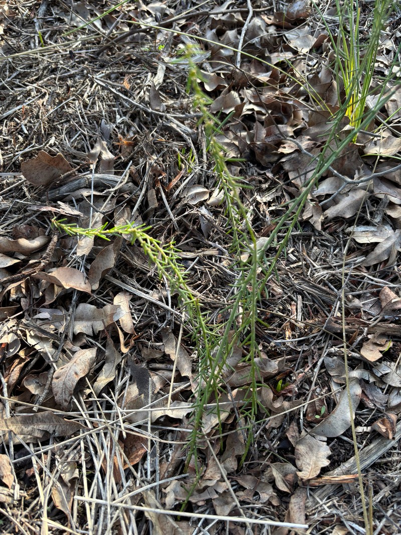 Acacia retrorsa photo 2