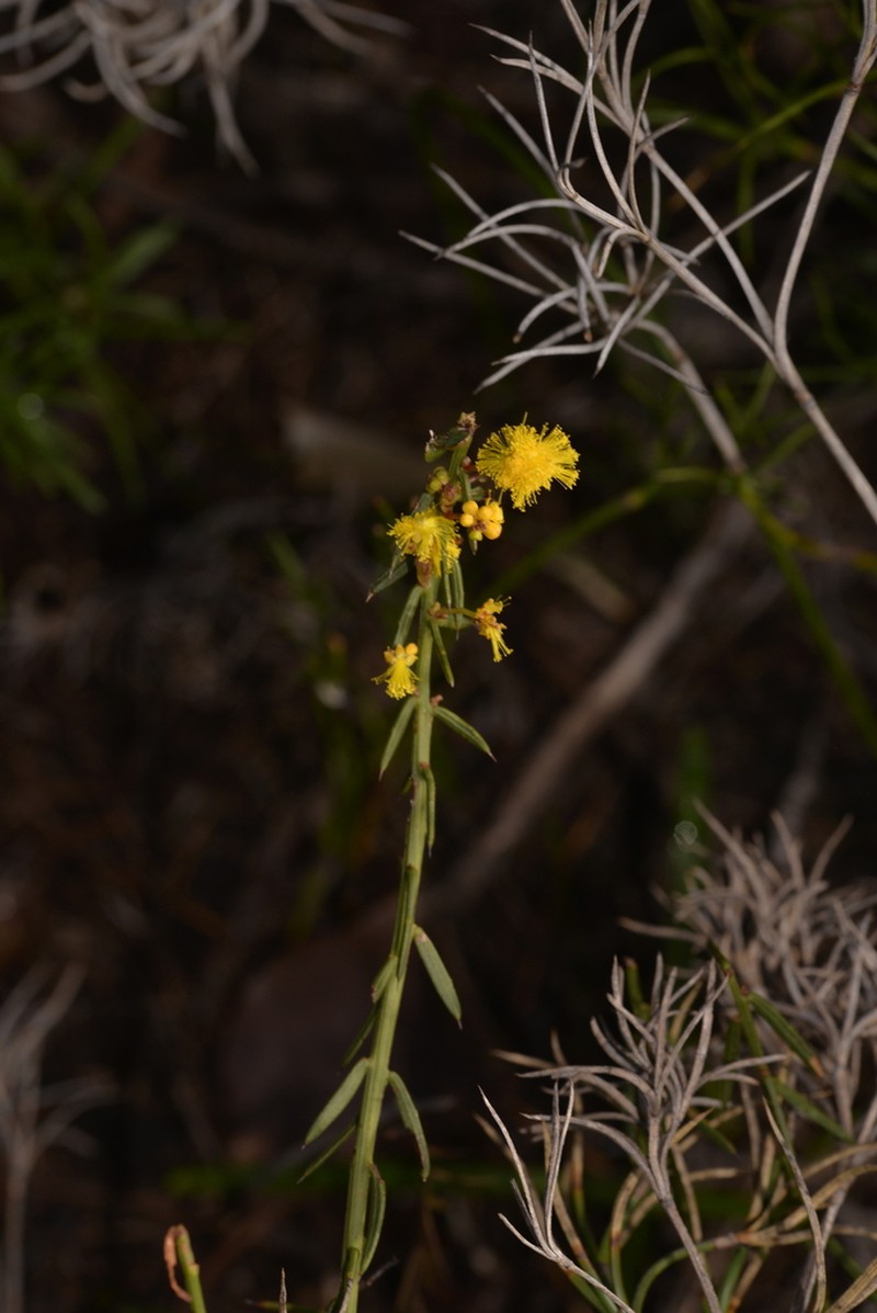 Acacia retrorsa photo 3