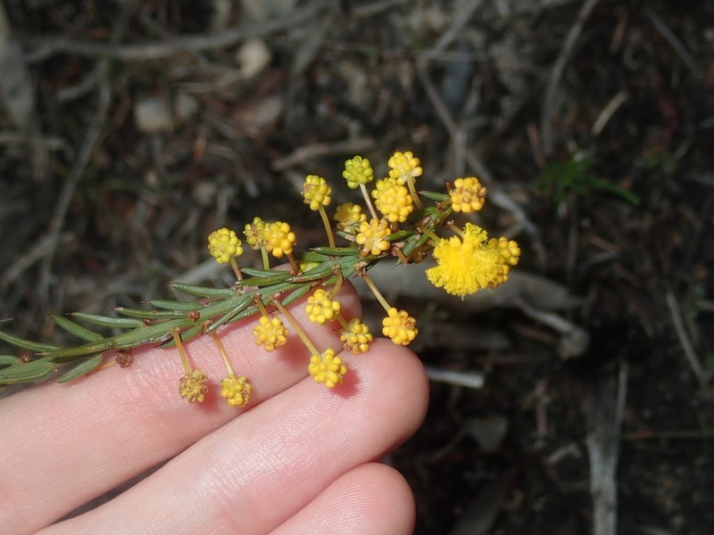 Acacia retrorsa photo 4