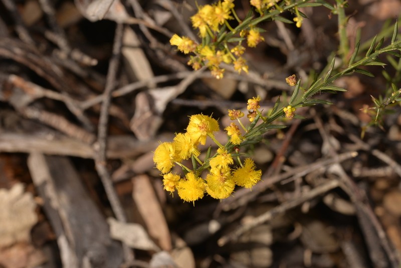 Acacia retrorsa photo 5