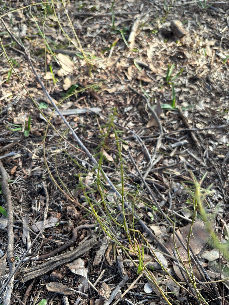 Acacia retrorsa photo 6