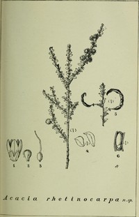 Acacia rhetinocarpa
