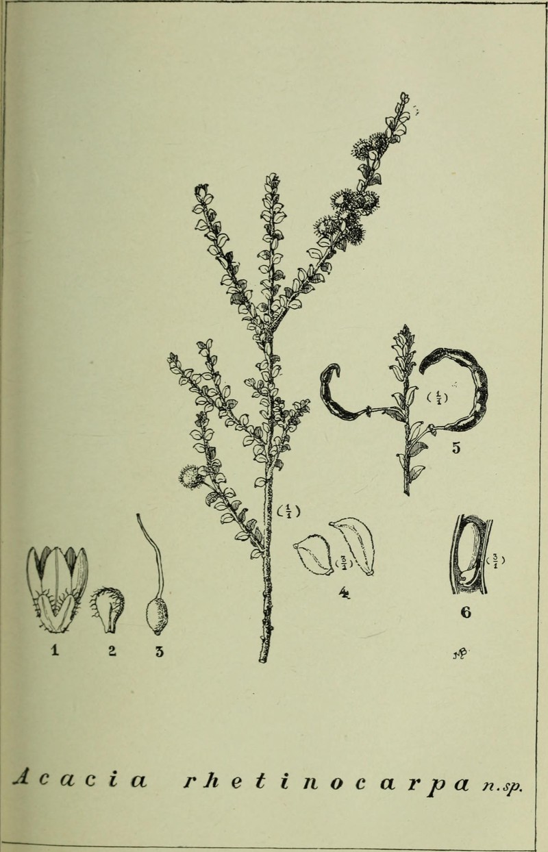 Acacia rhetinocarpa