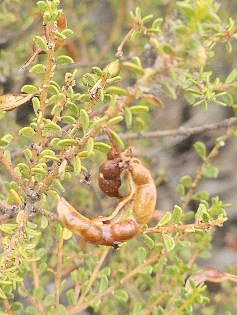 Acacia rhetinocarpa photo 2