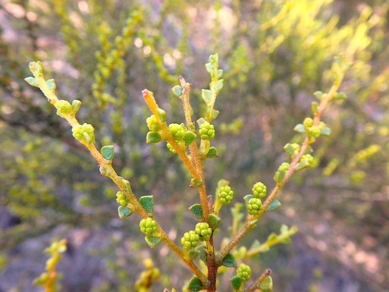 Acacia rhetinocarpa photo 3