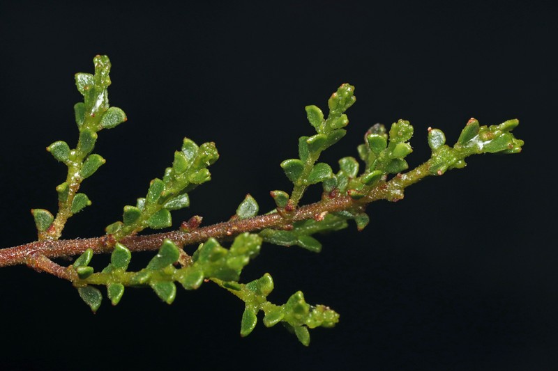 Acacia rhetinocarpa photo 4