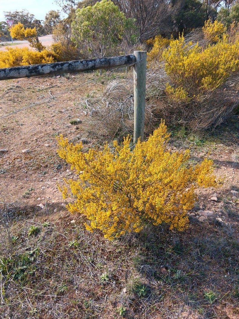 Acacia rhetinocarpa photo 5
