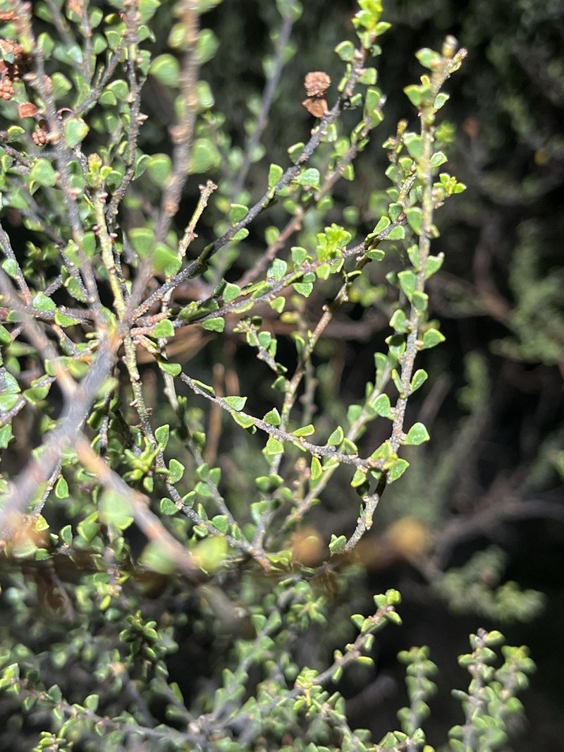 Acacia rhetinocarpa photo 6