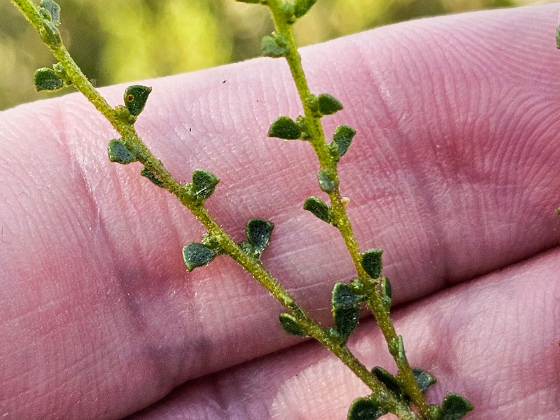 Acacia rhetinocarpa photo 7