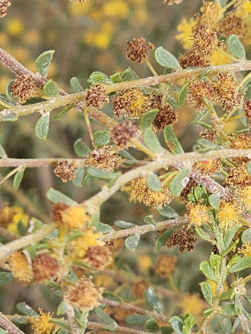 Acacia rhetinocarpa photo 8