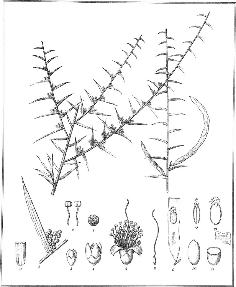 Acacia rhigiophylla