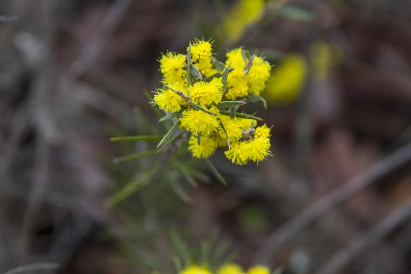 Acacia rhigiophylla photo 2
