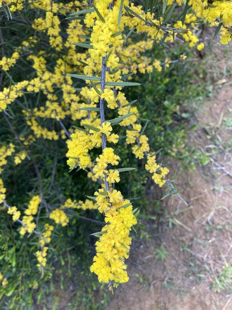 Acacia rhigiophylla photo 3