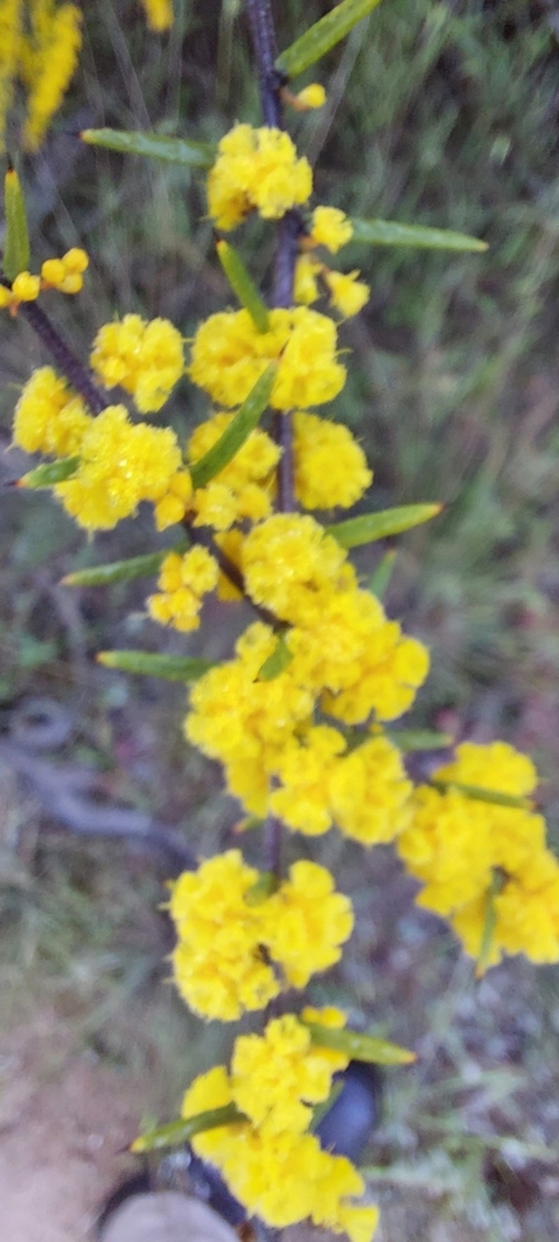Acacia rhigiophylla photo 4