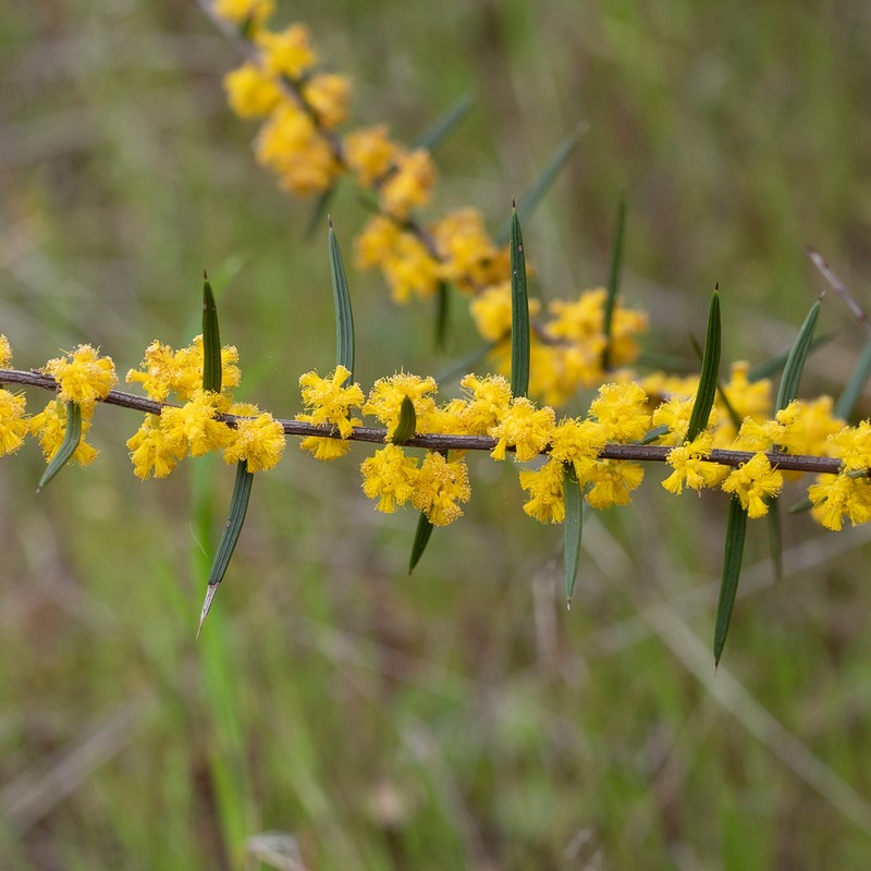 Acacia rhigiophylla photo 5