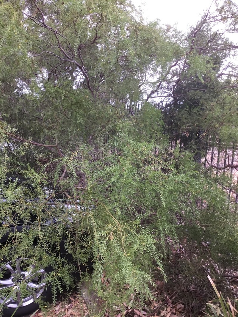 Acacia rhigiophylla photo 6