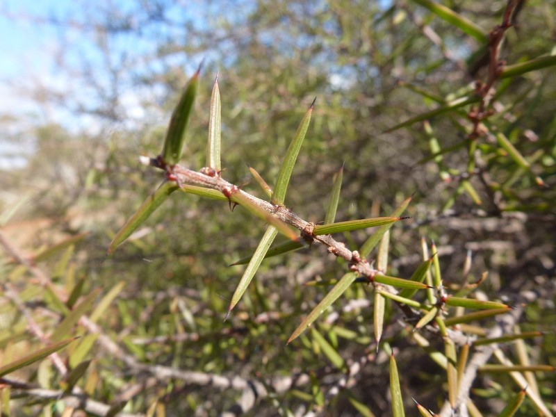 Acacia rhigiophylla photo 7