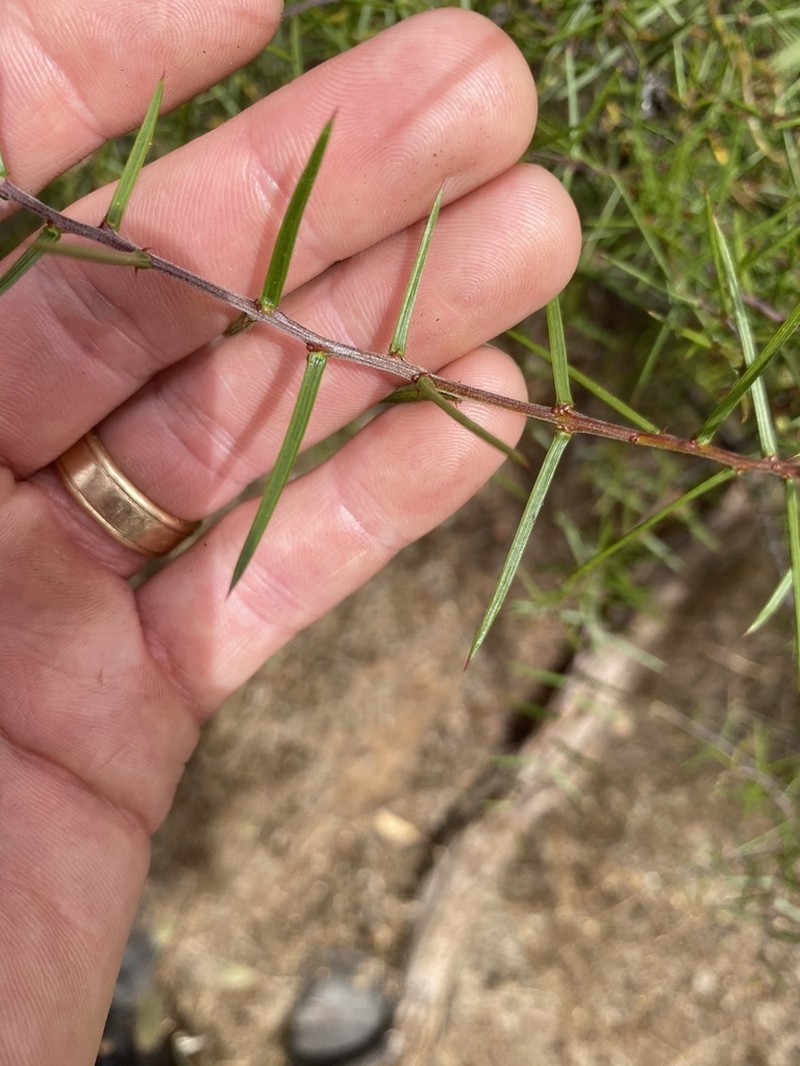 Acacia rhigiophylla photo 8
