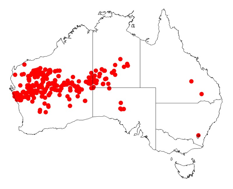 Acacia rhodophloia