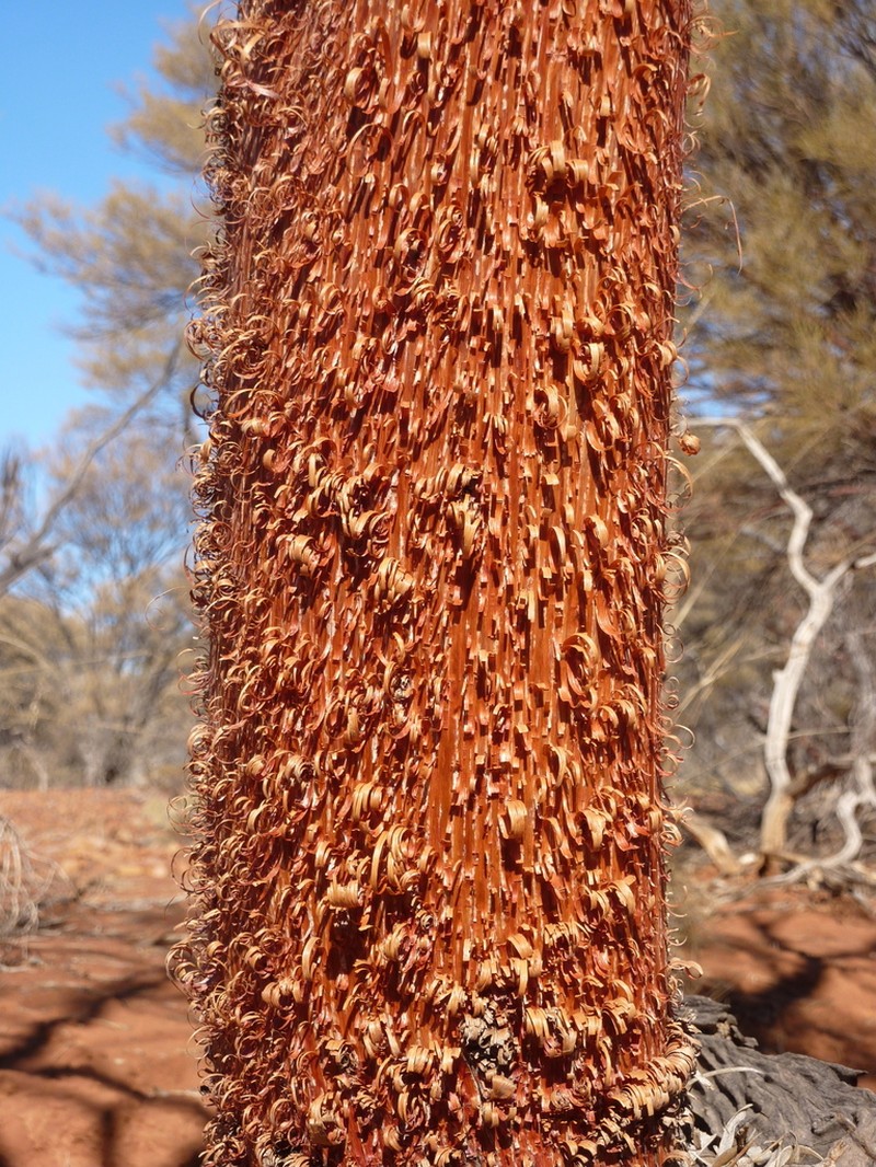 Acacia rhodophloia photo 2