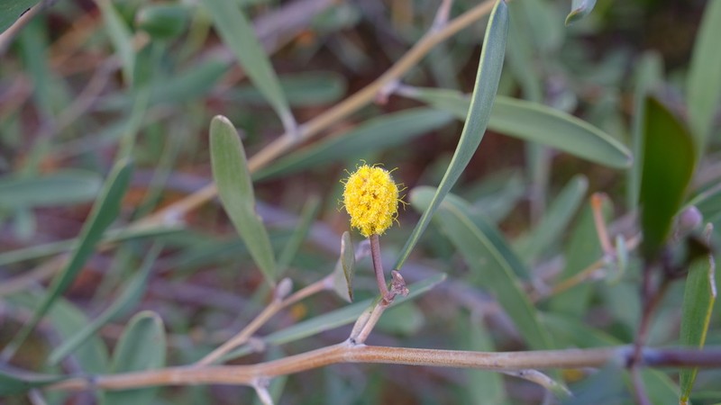 Acacia rhodophloia photo 3
