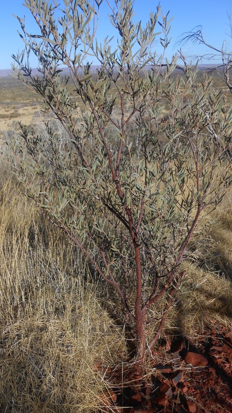 Acacia rhodophloia photo 4