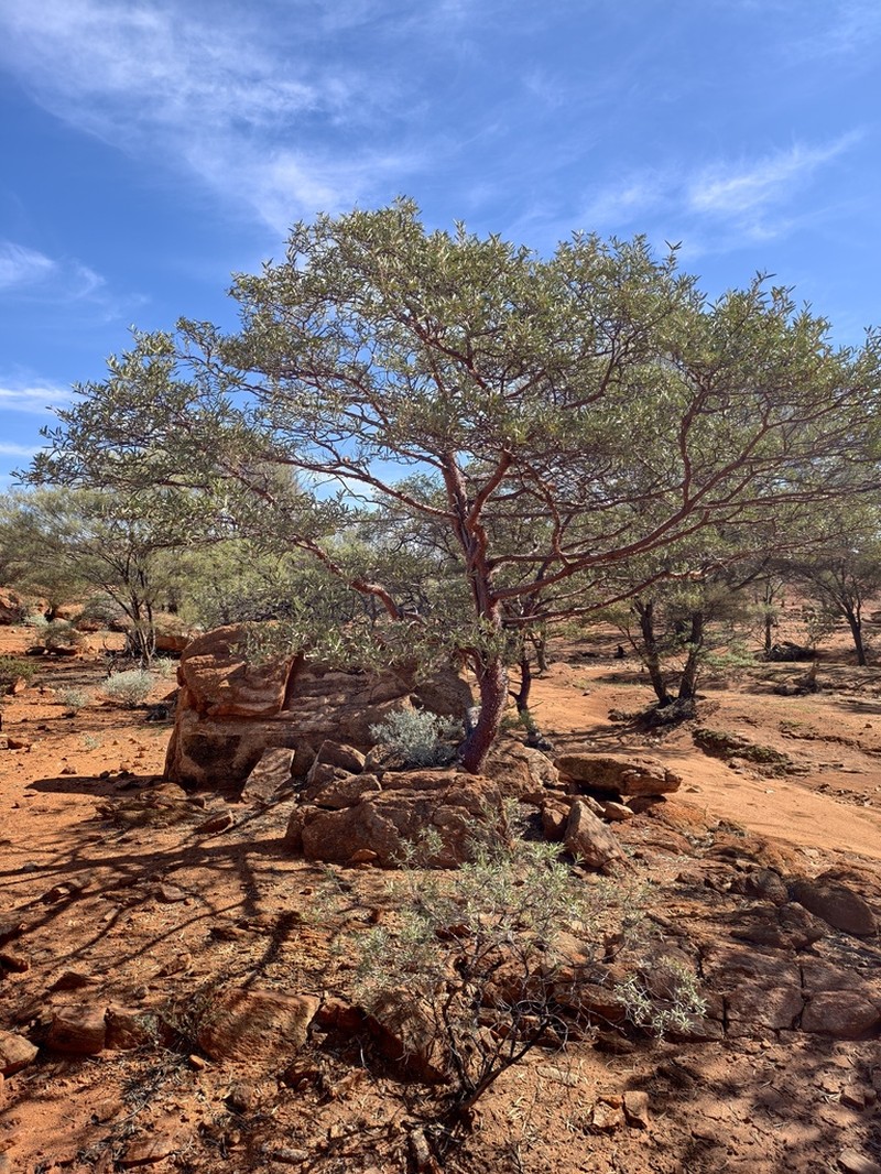 Acacia rhodophloia photo 5