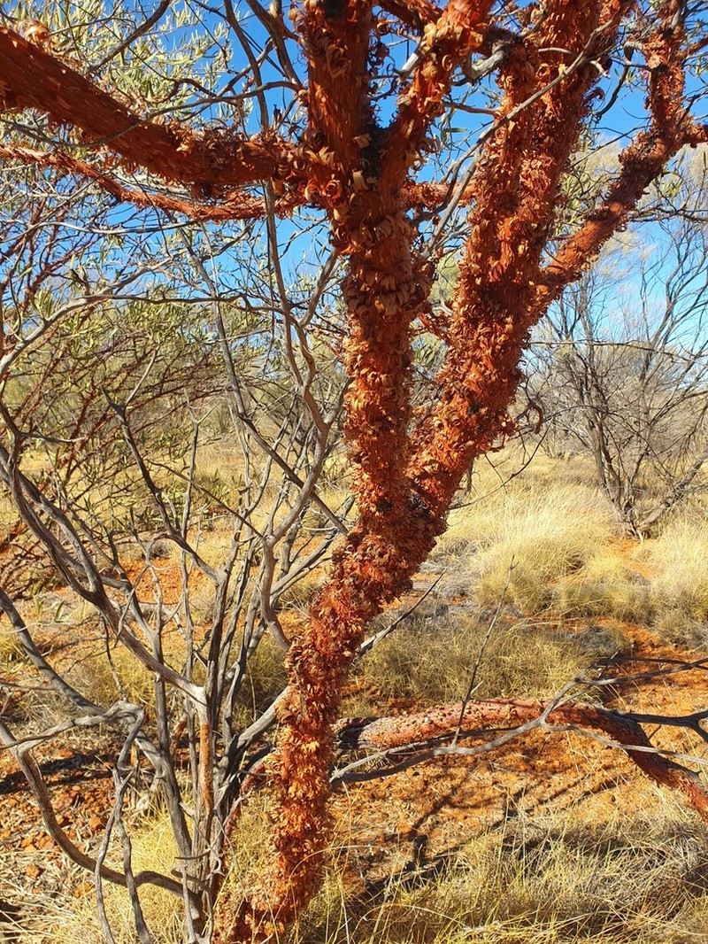 Acacia rhodophloia photo 6