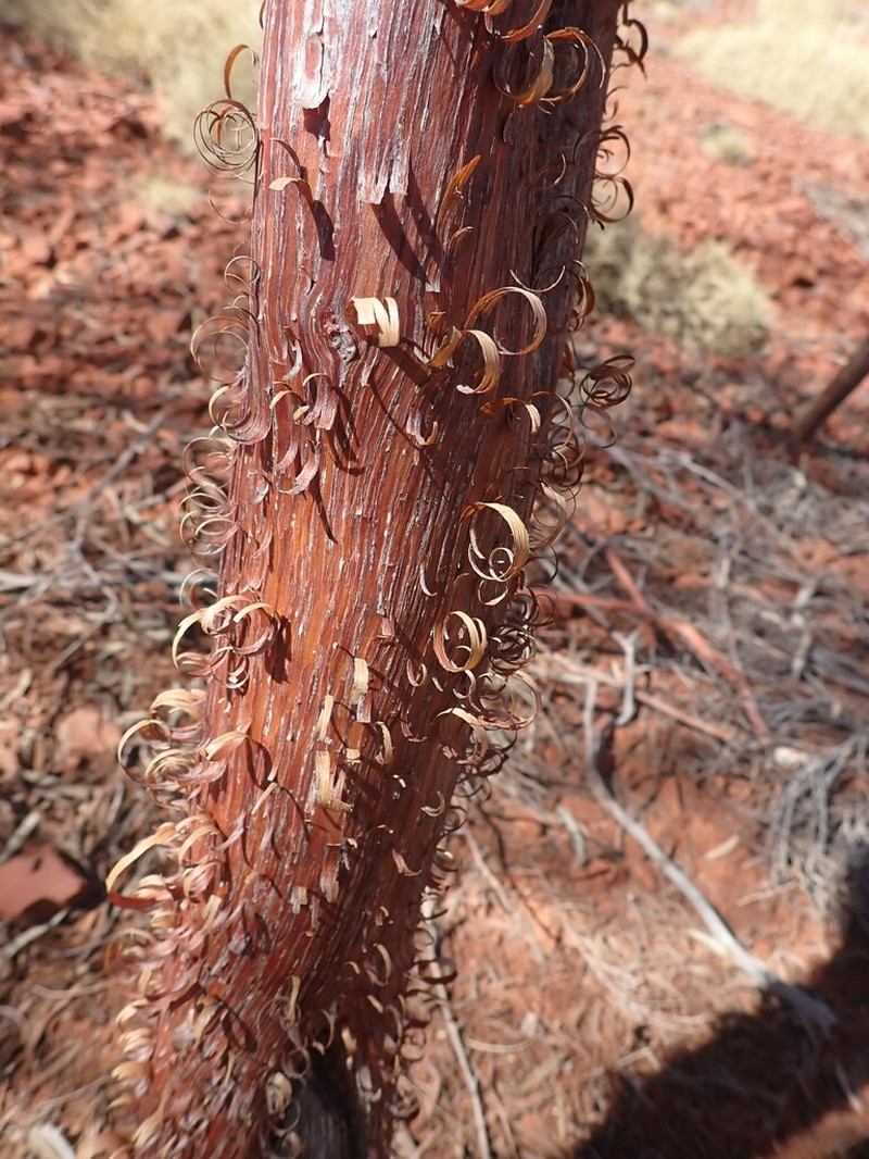 Acacia rhodophloia photo 7