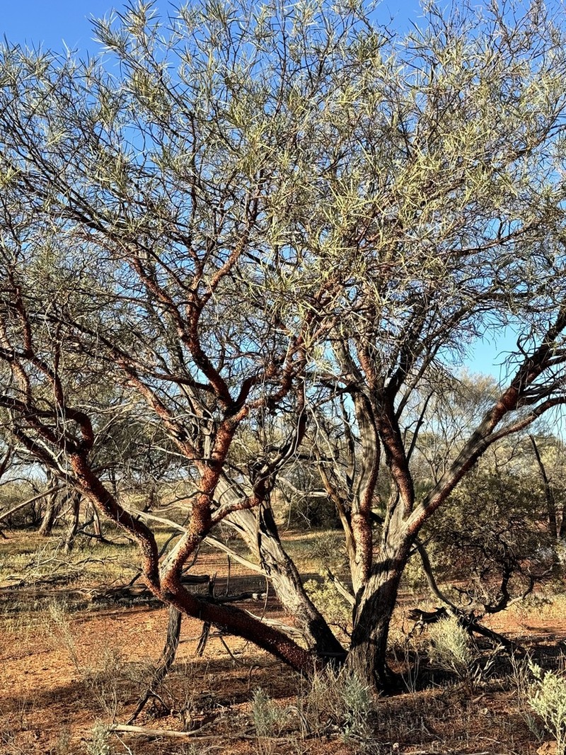 Acacia rhodophloia photo 8