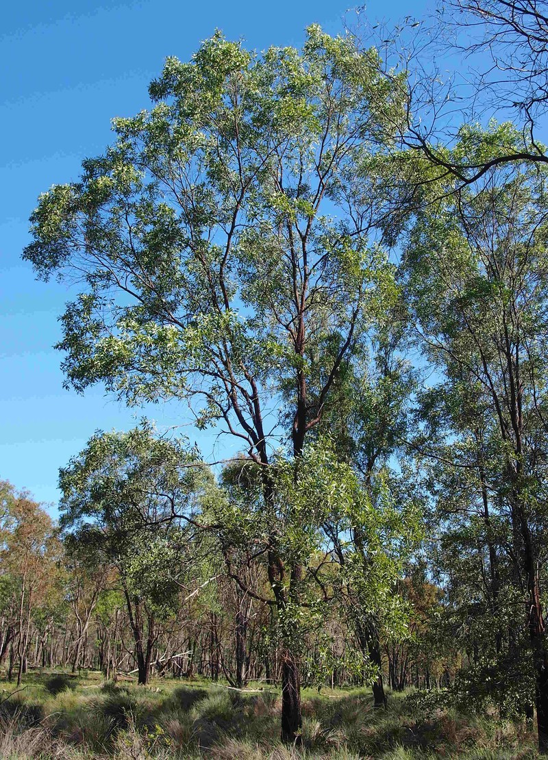 Acacia rhodoxylon
