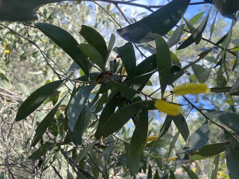 Acacia rhodoxylon photo 2