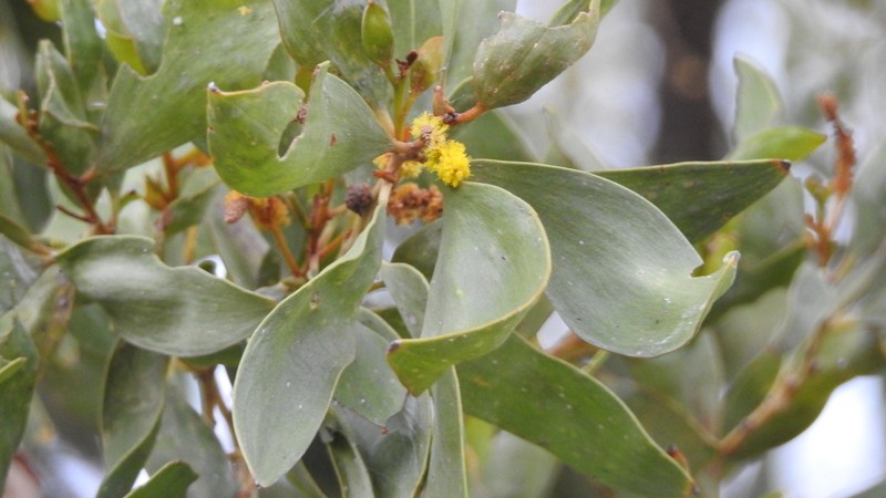Acacia rhodoxylon photo 3