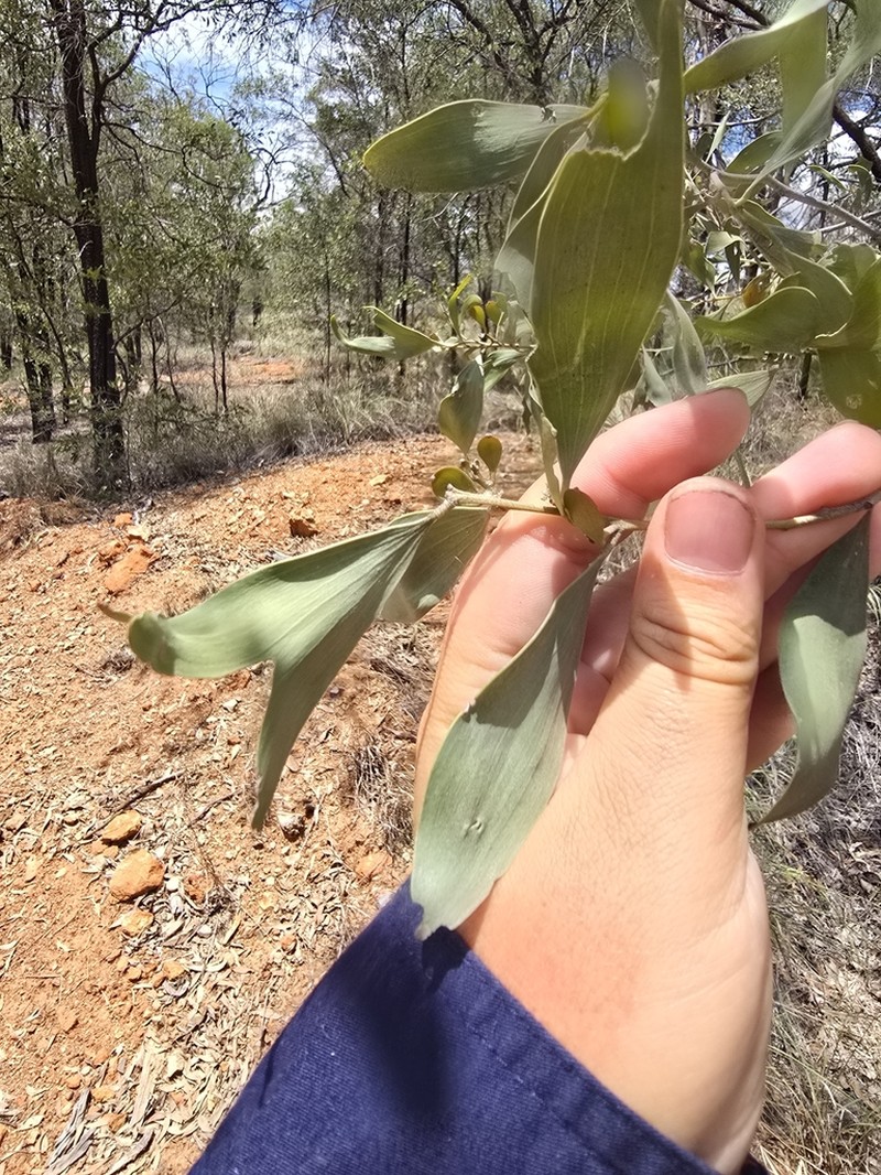 Acacia rhodoxylon photo 4