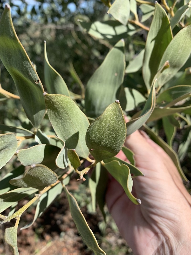 Acacia rhodoxylon photo 5
