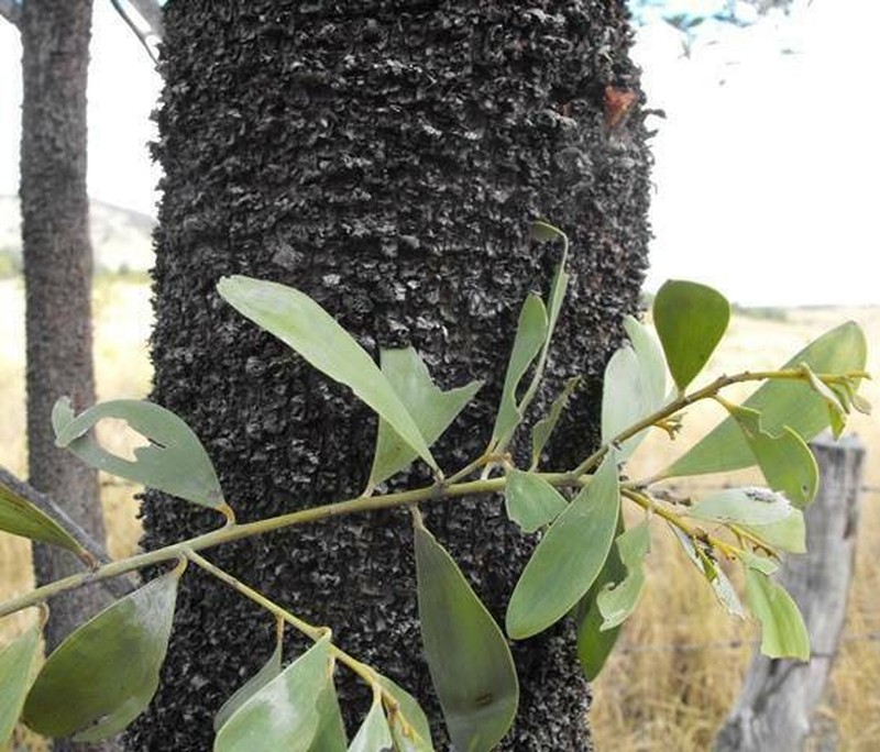 Acacia rhodoxylon photo 6