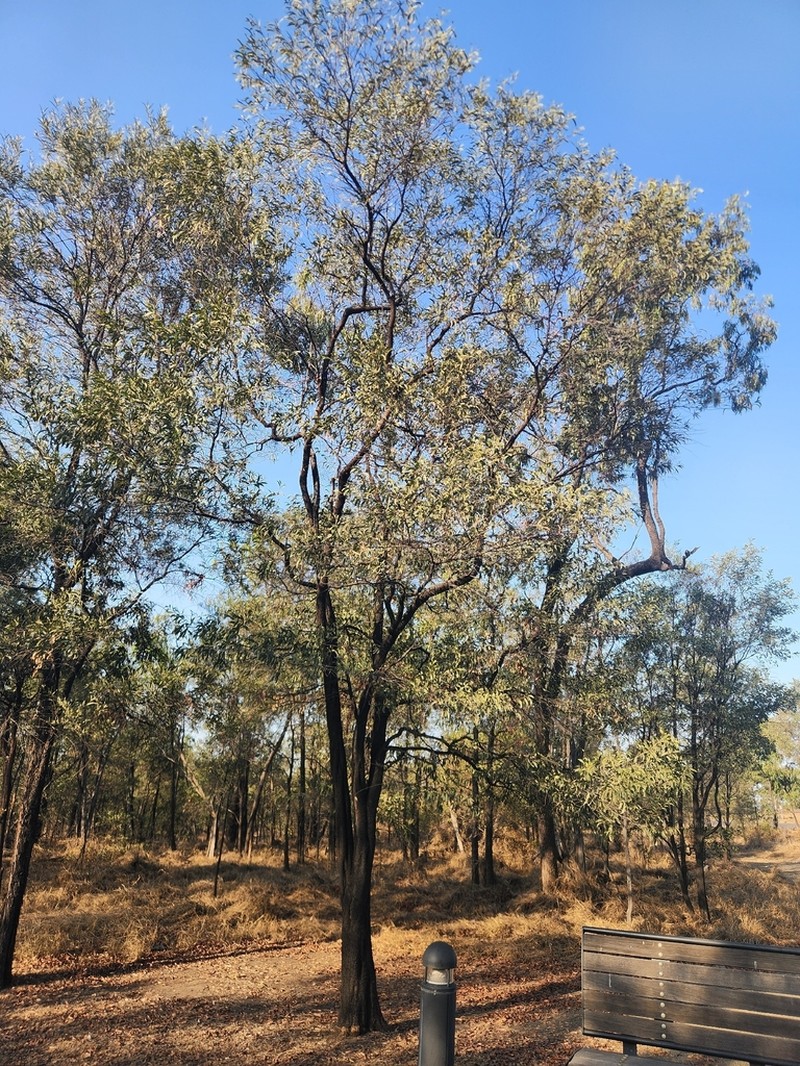 Acacia rhodoxylon photo 7