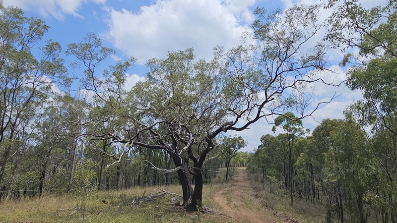 Acacia rhodoxylon photo 8