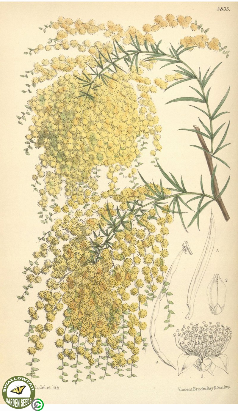 Acacia riceana