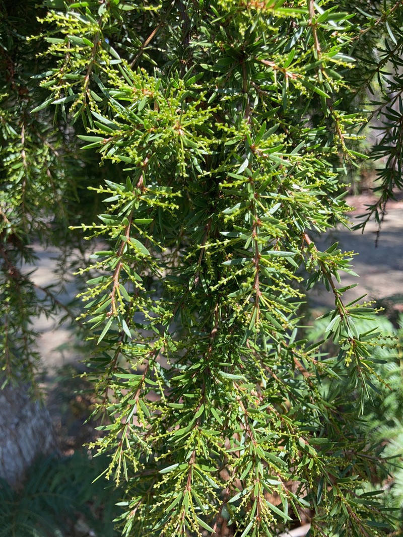 Acacia riceana photo 2