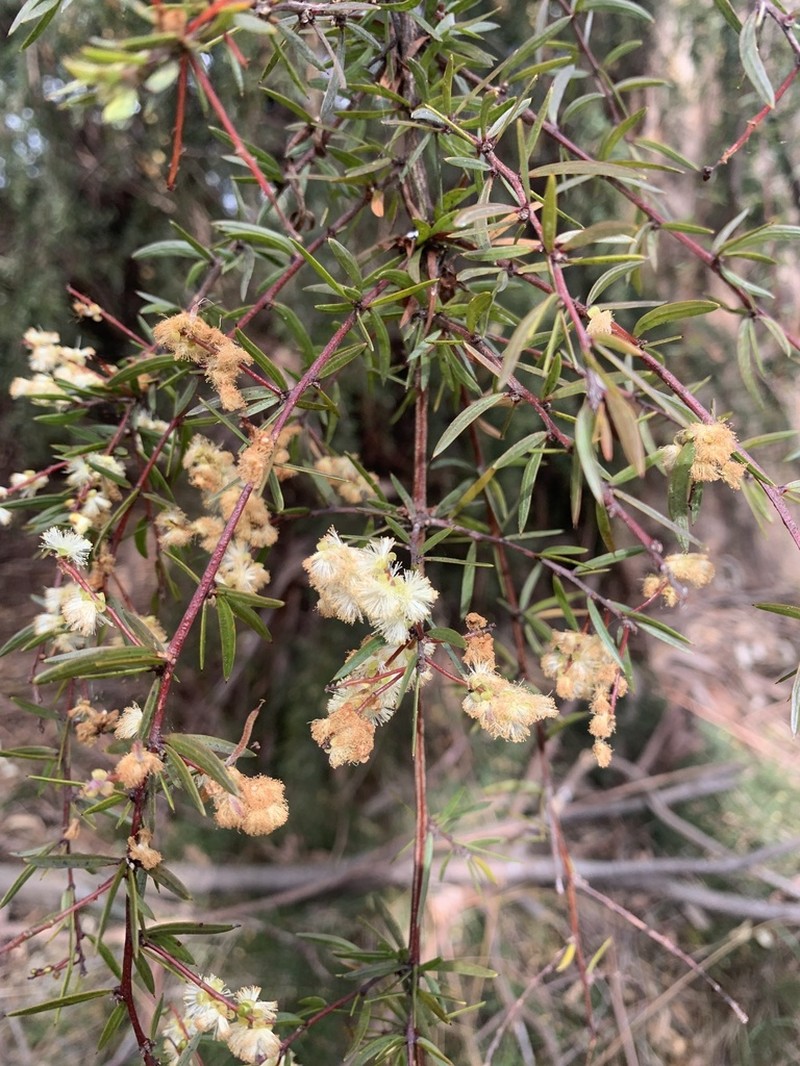 Acacia riceana photo 4
