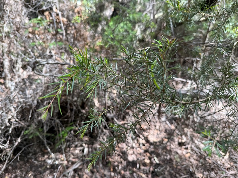 Acacia riceana photo 5