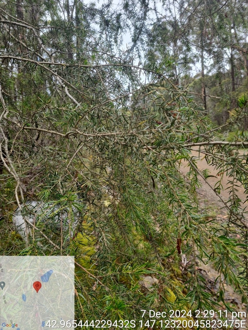 Acacia riceana photo 6