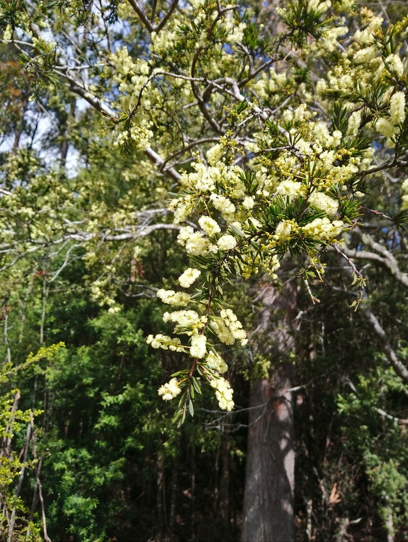 Acacia riceana photo 7