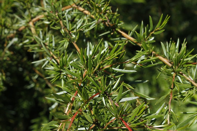 Acacia riceana photo 8
