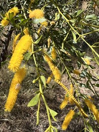 Acacia richardsii